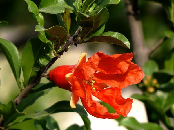 花石榴的花期、果期是什么時(shí)候