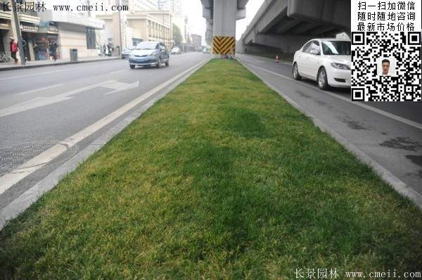 常綠地被草本花卉植物丹麥草圖片