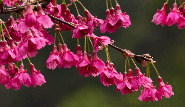 山櫻花--長(zhǎng)景園林