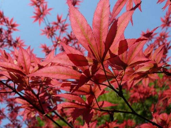 紅楓作衫，白楊為裙，美的傾國傾城！