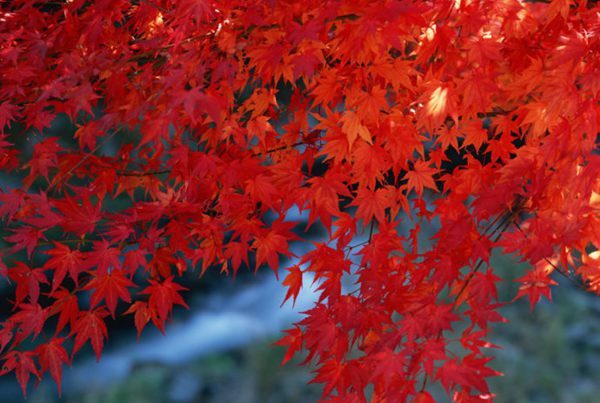 紅楓作衫，白楊為裙，美的傾國傾城！