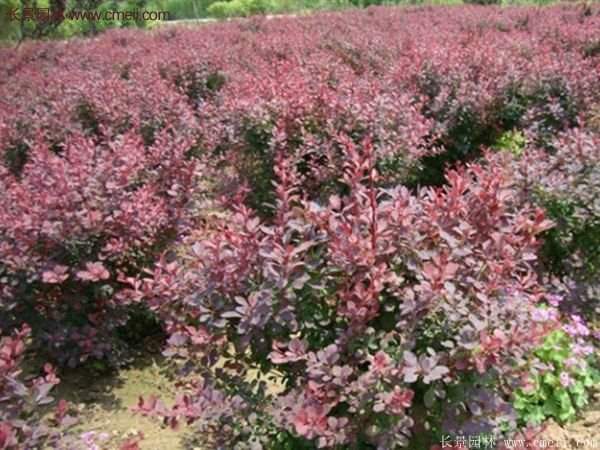 沭陽(yáng)紅葉小檗基地