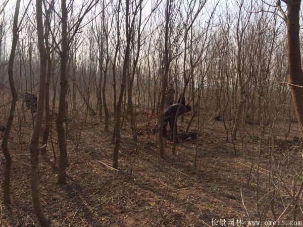 烏桕樹圖片烏桕樹基地實(shí)拍