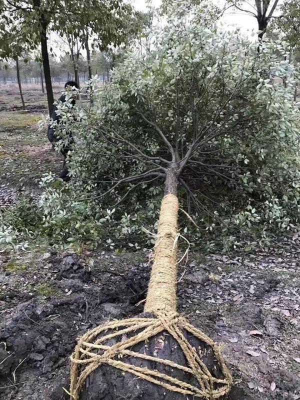 香樟樹圖片香樟樹基地實拍