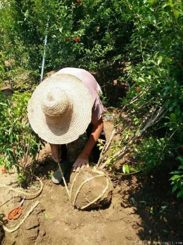 石榴樹圖片石榴樹基地實拍