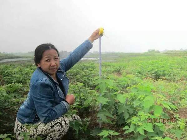 構(gòu)樹苗圖片構(gòu)樹小苗基地實(shí)拍