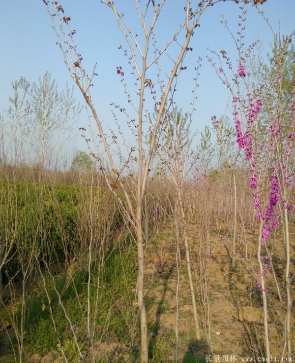 單桿紫荊樹圖片基地實拍