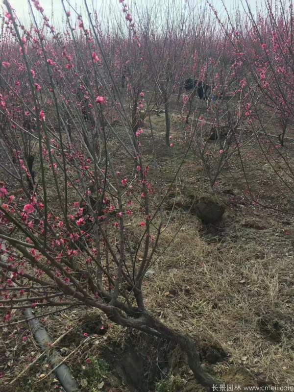 紅梅樹紅梅花圖片基地實拍