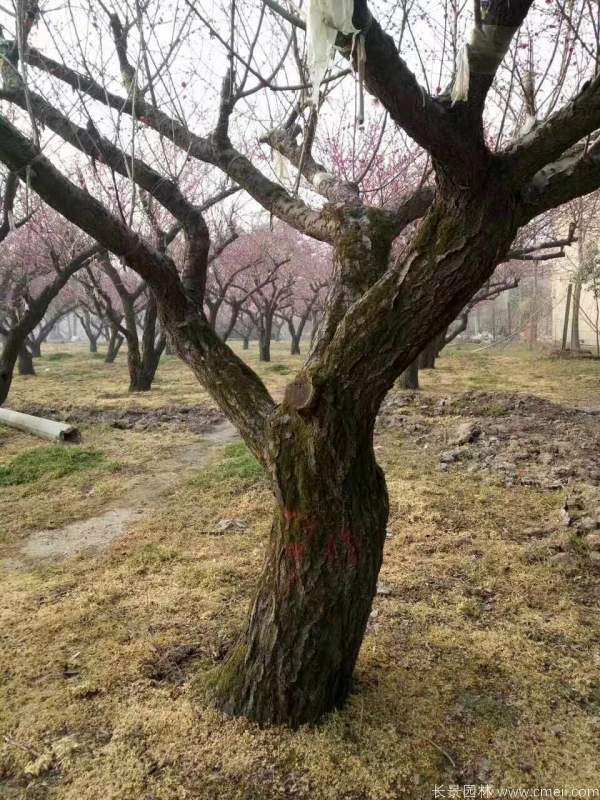 紅梅樹紅梅花圖片基地實拍