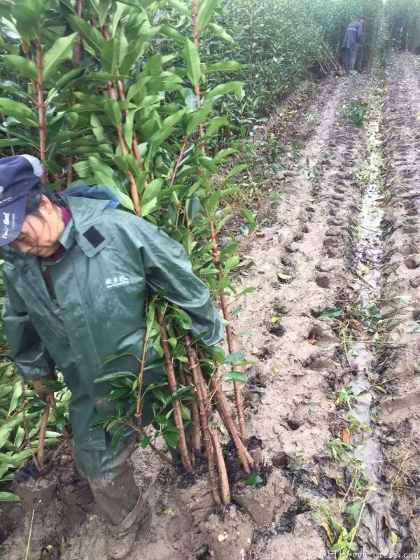 法國冬青圖片基地實(shí)拍