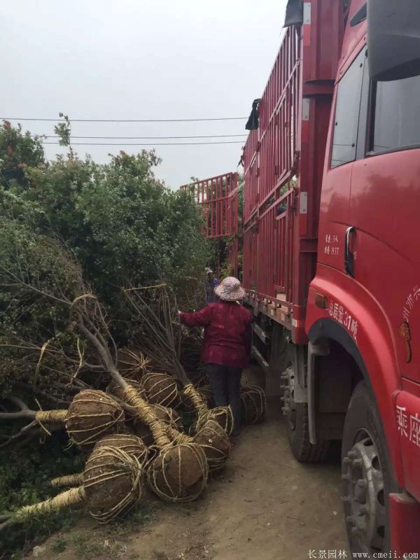 雞爪槭圖片基地實拍