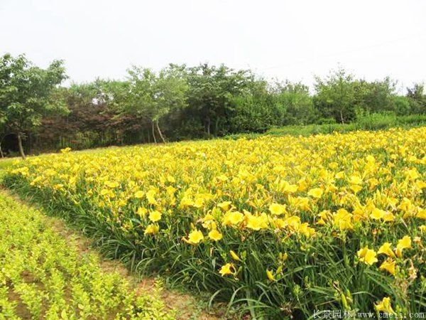 常綠萱草基地實(shí)拍圖片