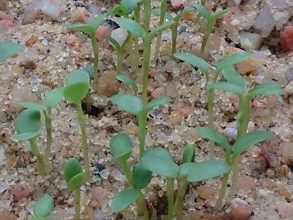 黃刺玫種子發(fā)芽出苗圖片