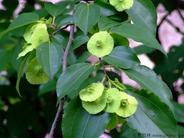 銅錢(qián)樹(shù)小苗圖片