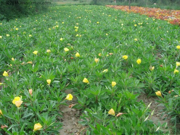 夜來香種子發(fā)芽出苗開花圖片