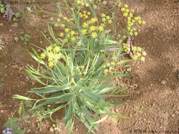 柴胡種子發(fā)芽出苗開(kāi)花圖片