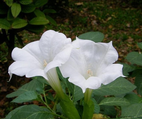 曼陀羅種子發(fā)芽出苗開(kāi)花圖片