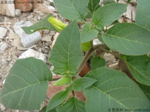 曼陀羅種子發(fā)芽出苗開(kāi)花圖片