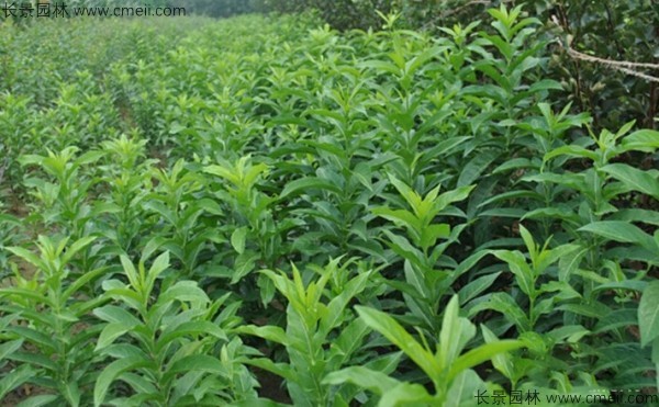 絲棉木種子發(fā)芽出苗圖片