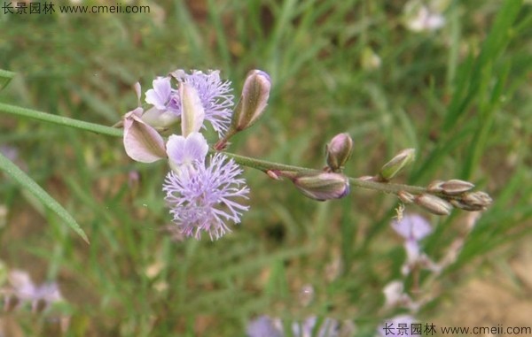 遠志種子發(fā)芽出苗開花圖片