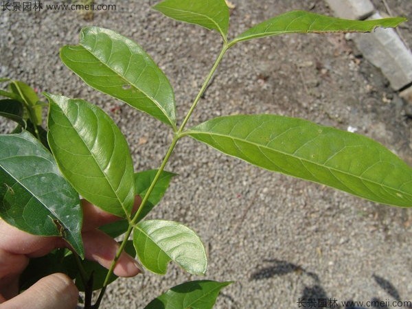 桃花心木種子發(fā)芽出苗圖片