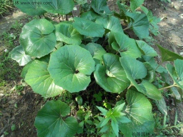 大吳風草種子發(fā)芽出苗開花圖片