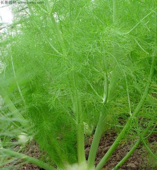 茴香種子發(fā)芽出苗圖片