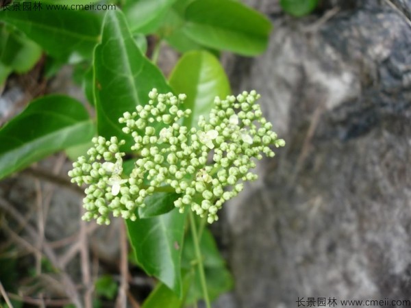 黃荊種子發(fā)芽出苗圖片