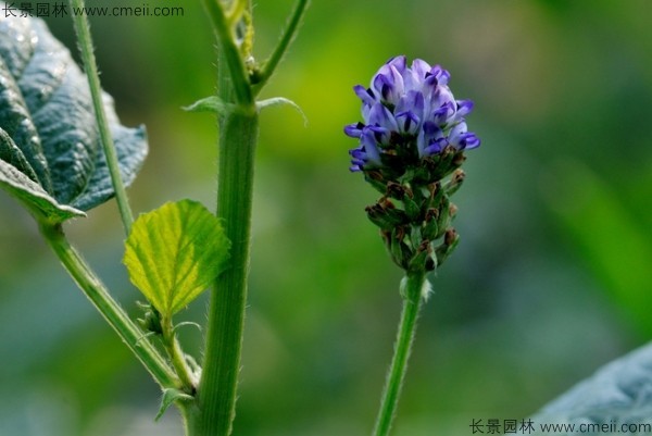 補(bǔ)骨脂種子發(fā)芽出苗開花圖片