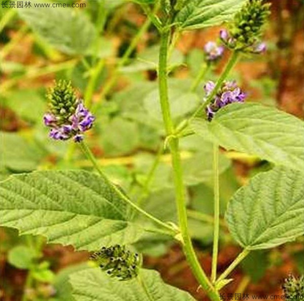 補(bǔ)骨脂種子發(fā)芽出苗開花圖片