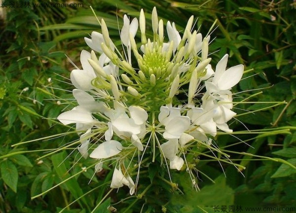 醉蝶花種子發(fā)芽出苗開(kāi)花圖片