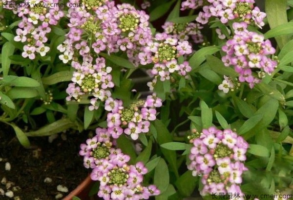 香雪球種子發(fā)芽出苗開(kāi)花圖片