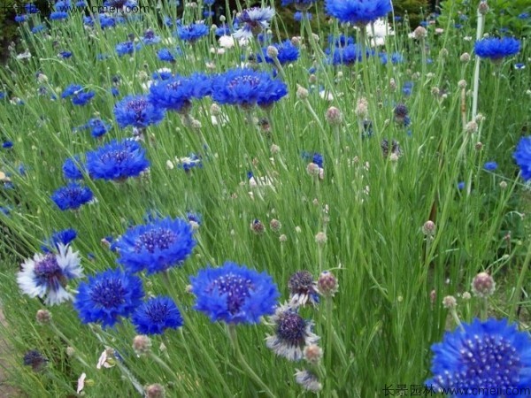 矢車菊種子發(fā)芽出苗開花圖片