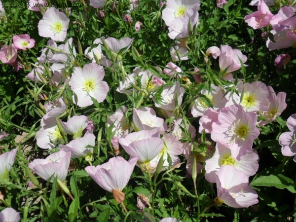 美麗月見草種子發(fā)芽出苗開花圖片