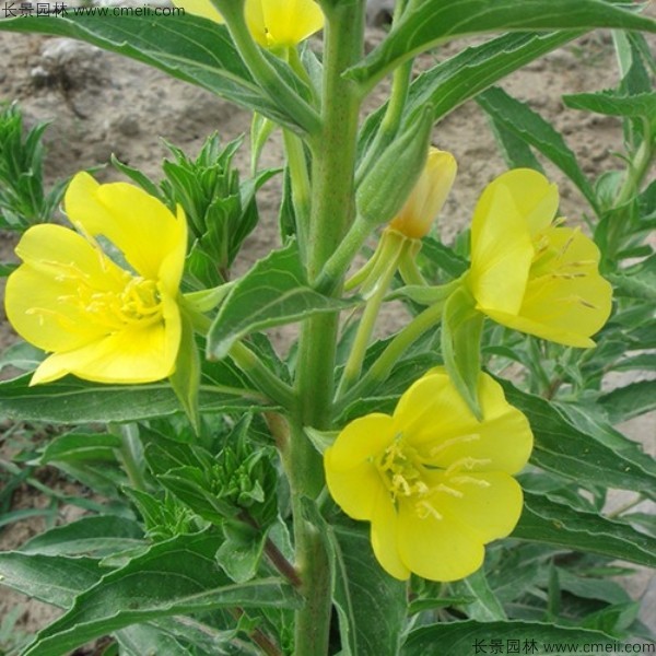 美麗月見草種子發(fā)芽出苗開花圖片