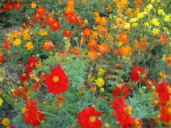 硫化菊種子發(fā)芽出苗開花圖片