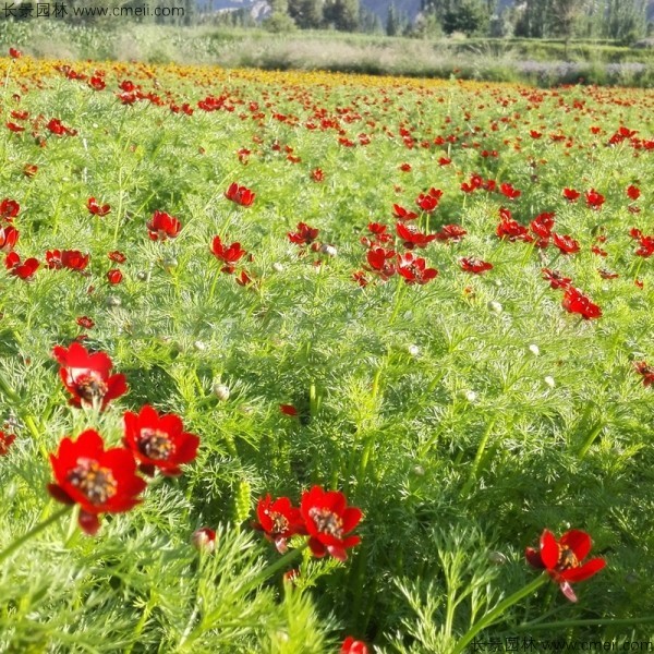 茼蒿菊