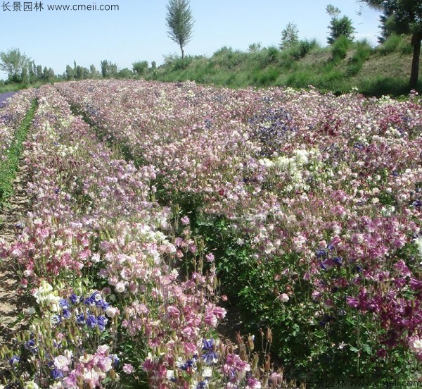 小花耬斗菜種子發(fā)芽出苗開花圖片