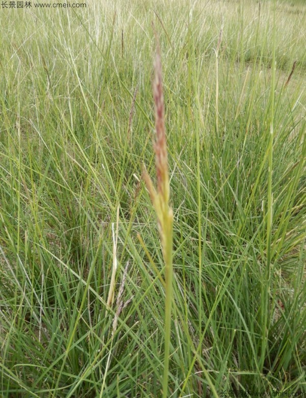 芨芨草種子發(fā)芽出苗圖片