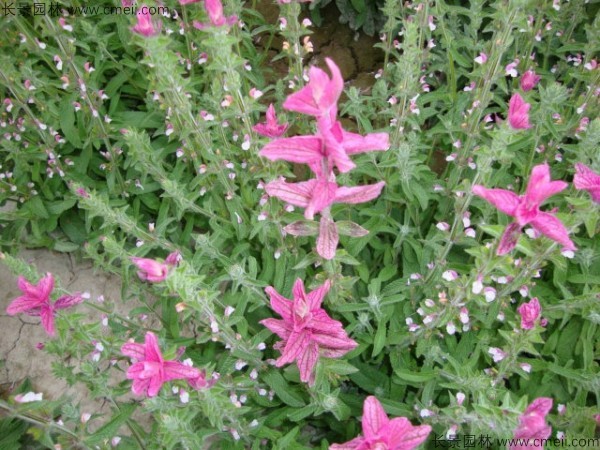 芳香鼠尾草種子發(fā)芽出苗開花圖片