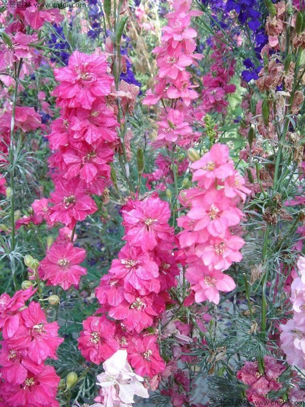 飛燕草種子發(fā)芽出苗開(kāi)花圖片