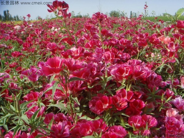 古代稀種子發(fā)芽出苗開(kāi)花圖片