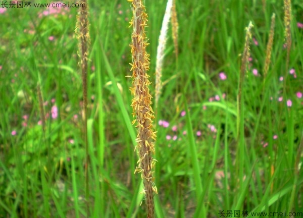 白茅種子發(fā)芽出苗圖片