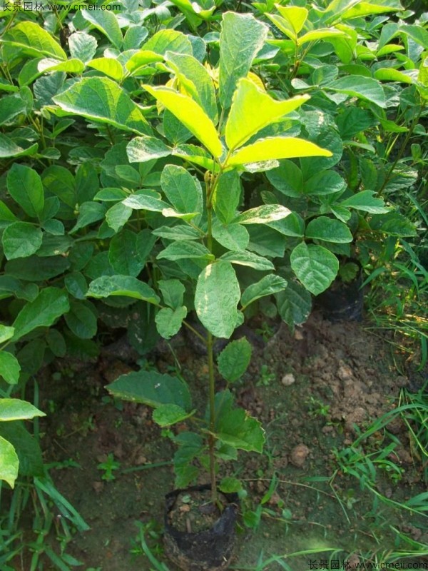 黃花風(fēng)鈴木種子發(fā)芽出苗圖片