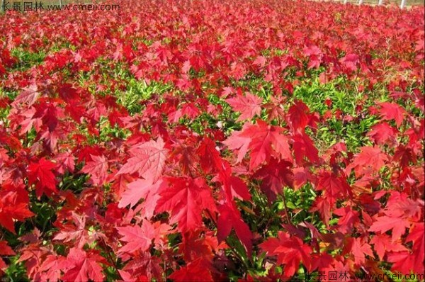 美國(guó)紅楓種子發(fā)芽出苗圖片