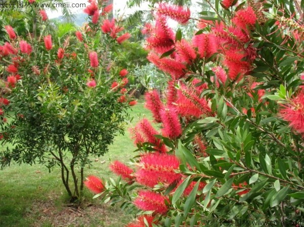 紅千層種子發(fā)芽出苗開花圖片