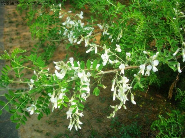 苦刺種子發(fā)芽出苗開(kāi)花圖片