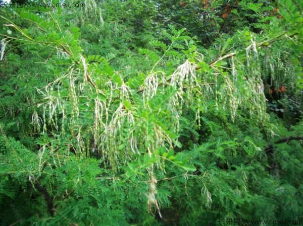 苦刺種子發(fā)芽出苗開(kāi)花圖片