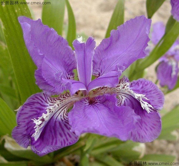 藍花鳶尾種子發(fā)芽出苗開花圖片