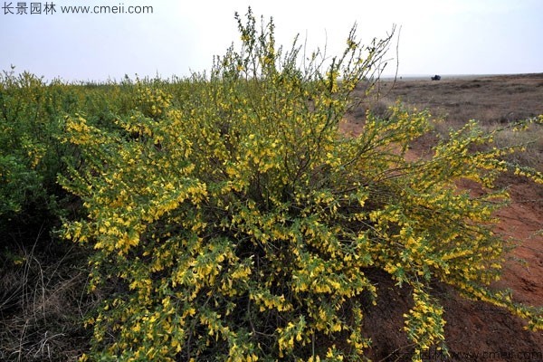 錦雞兒種子發(fā)芽出苗開花圖片